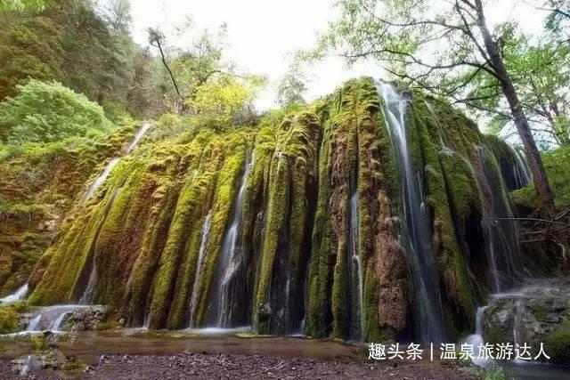拯救机灵鸟